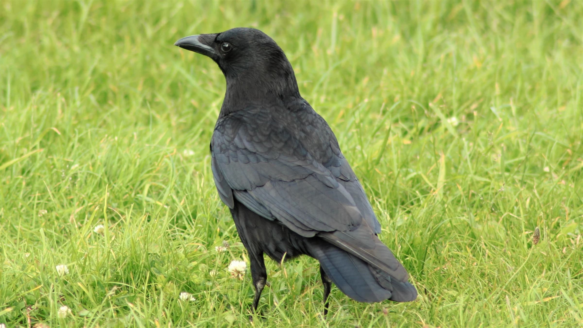 Carrion Crow by Lawton Walker