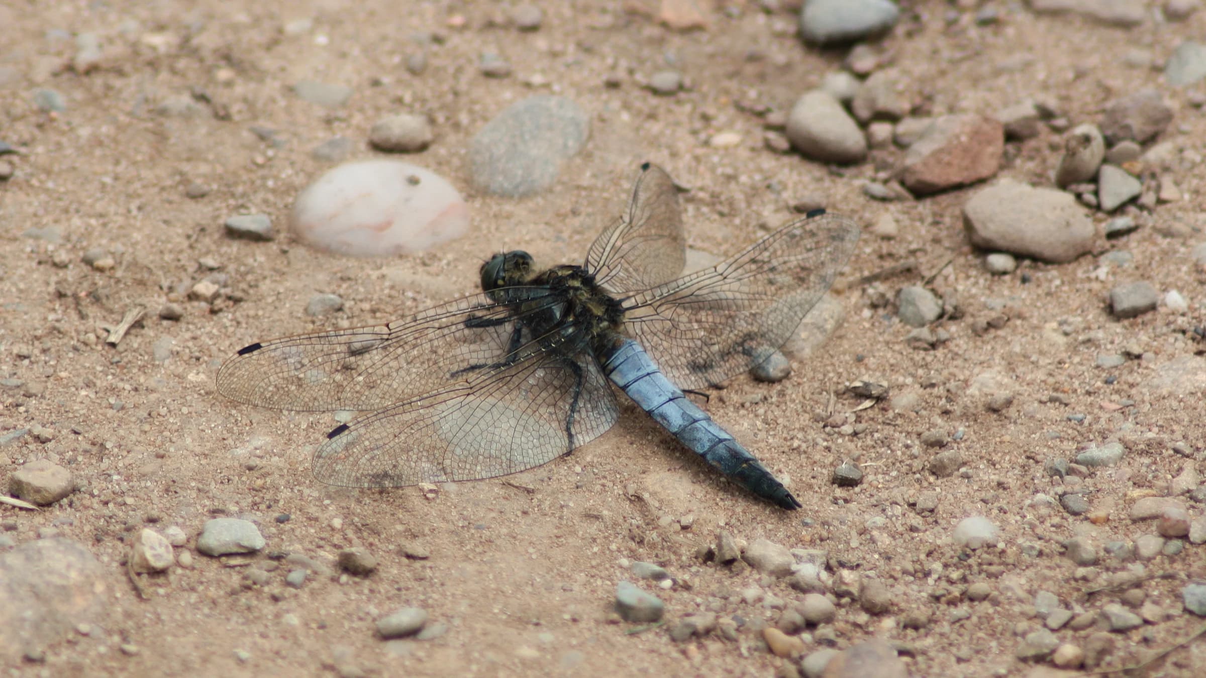 Black-tailed Skimmer by Lawton Walker