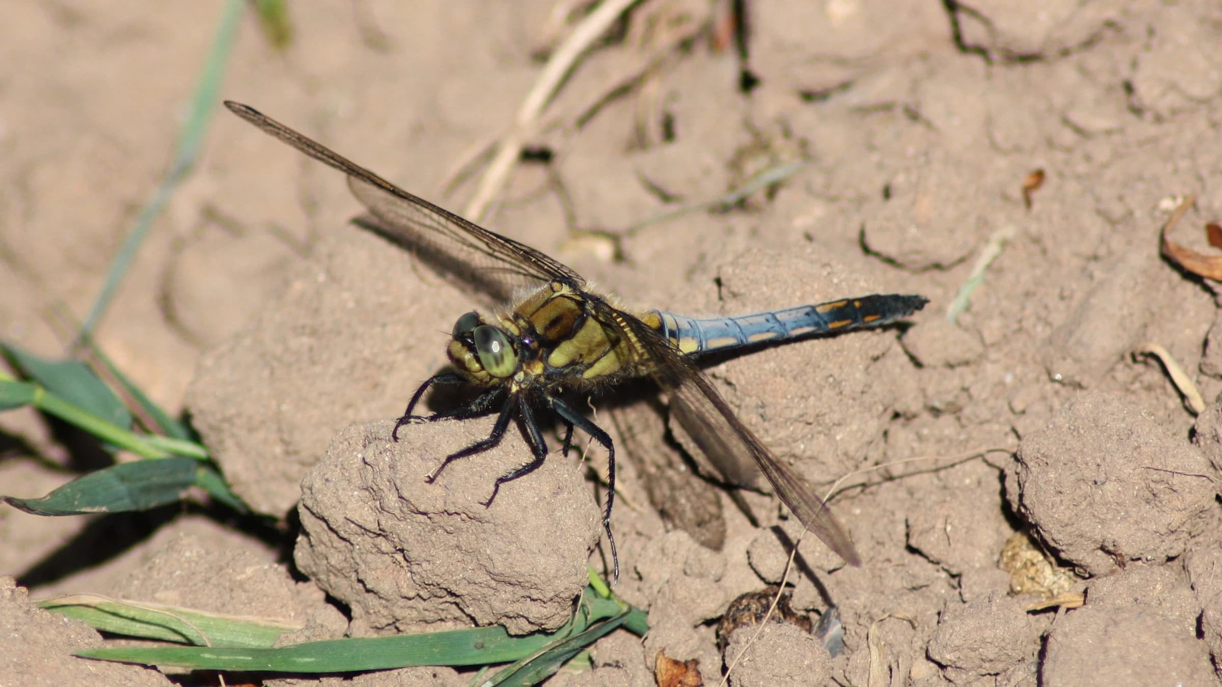 Black-tailed Skimmer by Lawton Walker