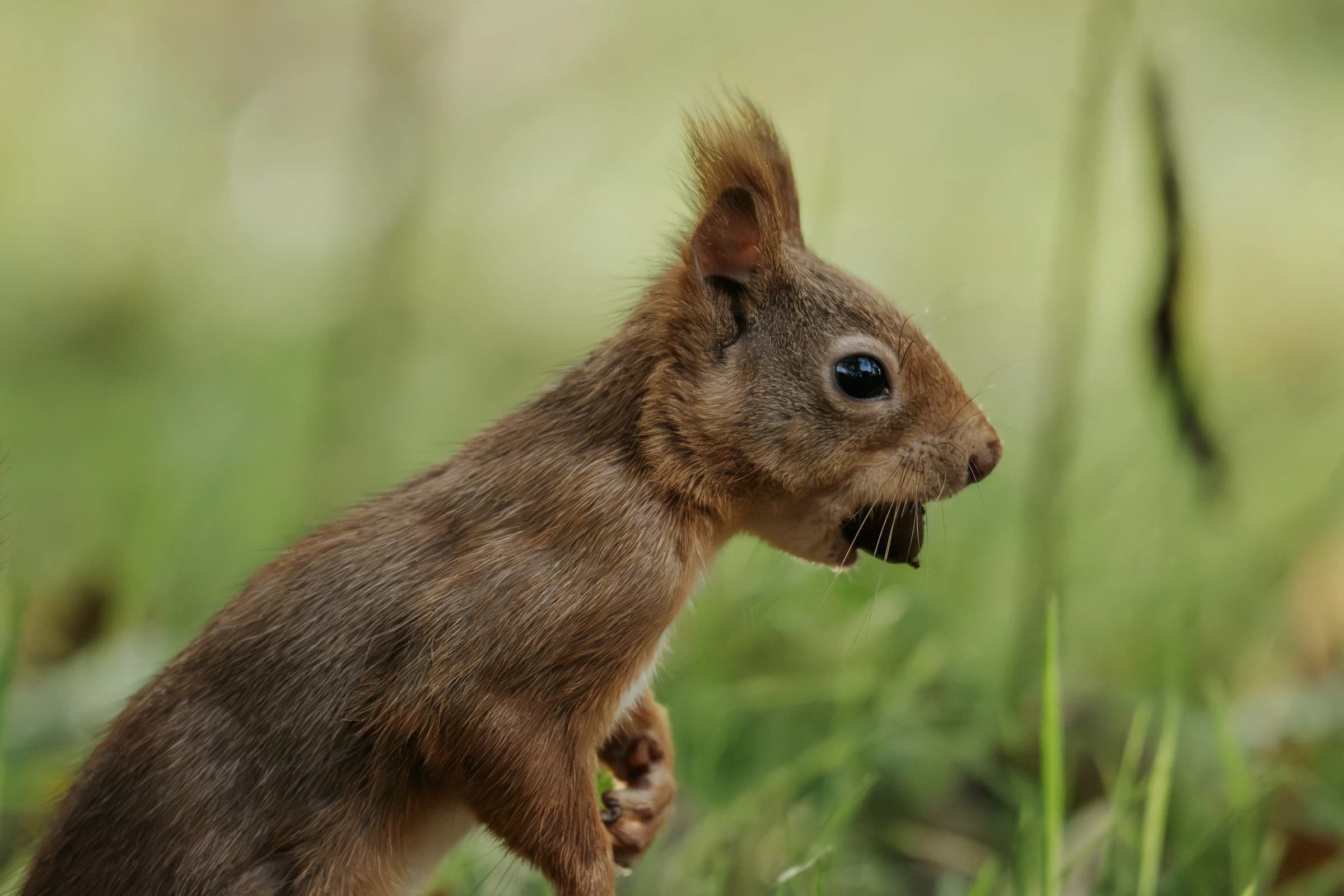 Red Squirrel by Chloe Woodhouse