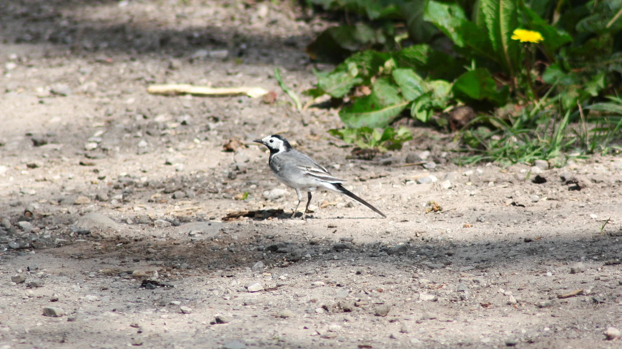 Pied Wagtail by Lawton Walker