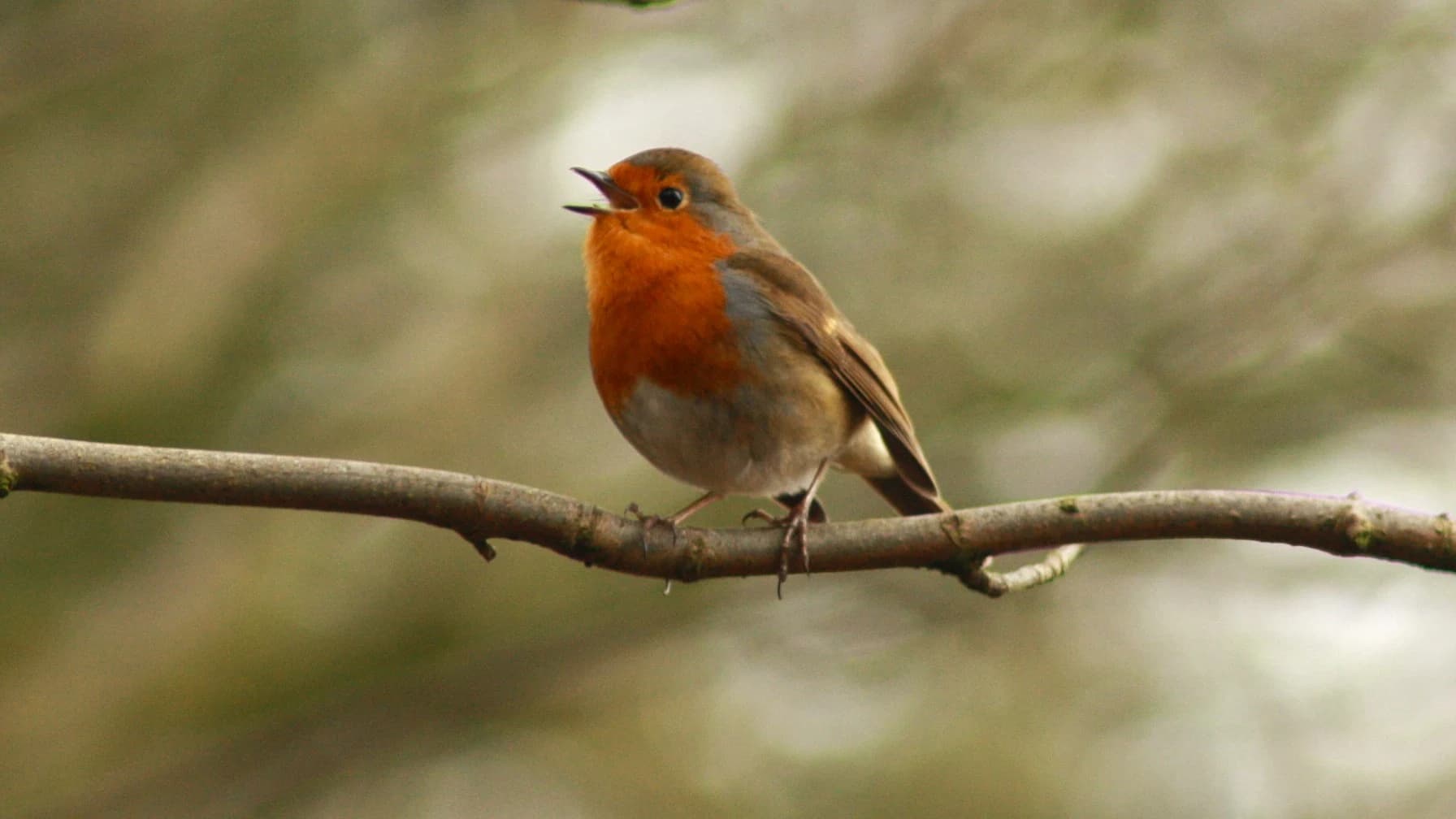 Robin by Lawton Walker