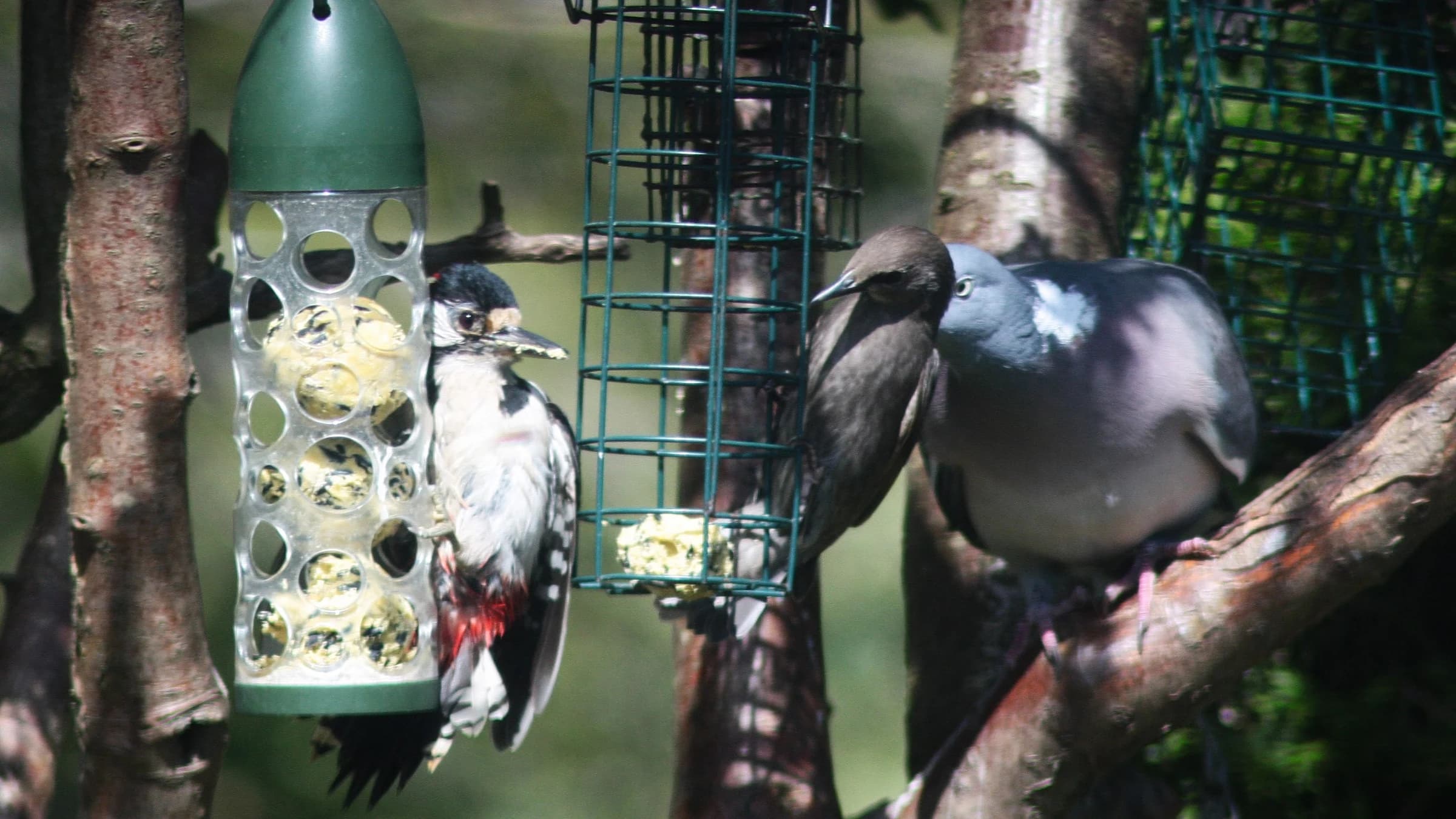 Great Spotted Woodpecker by Lawton Walker