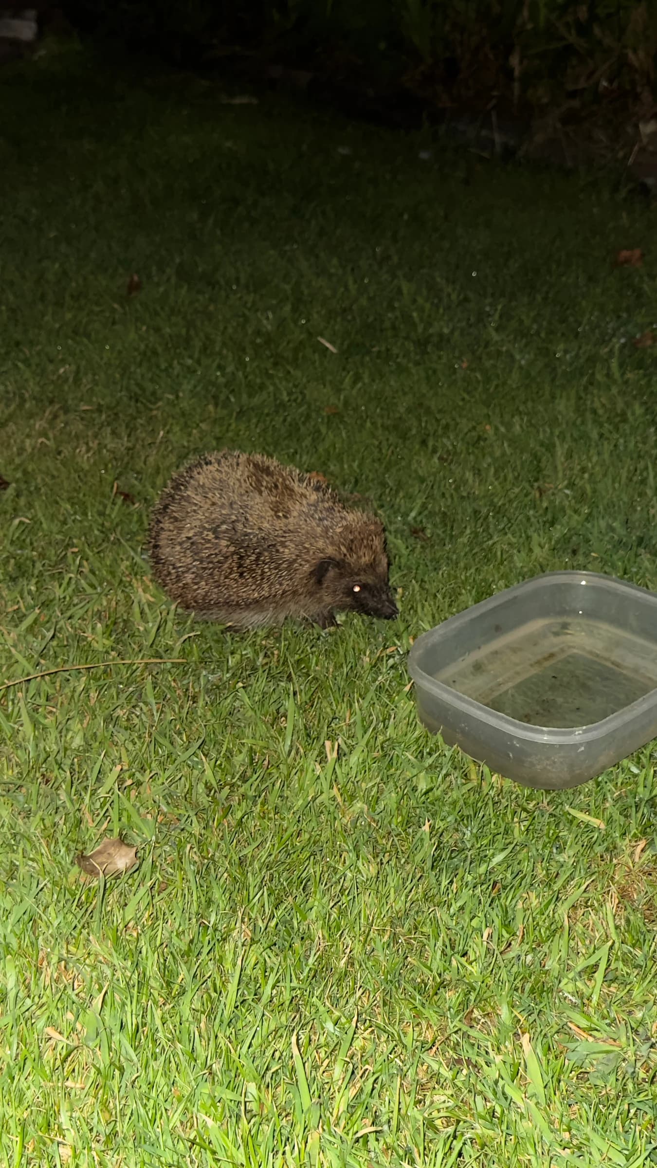 West European Hedgehog by Joe Biz
