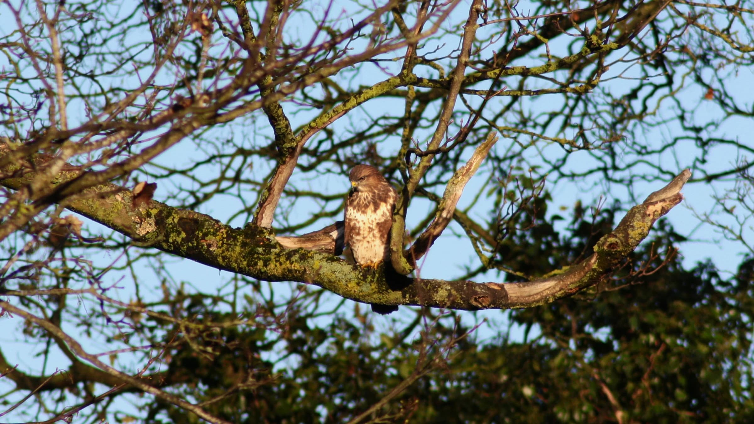 Common Buzzard by Lawton Walker