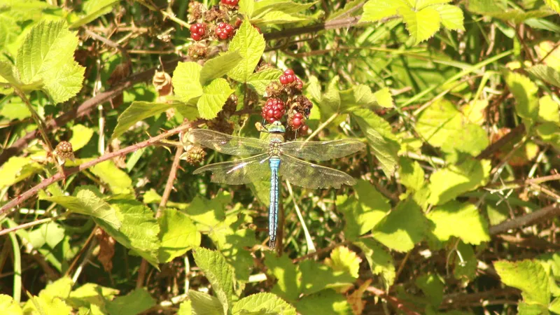 Emperor Dragonfly by Mappi