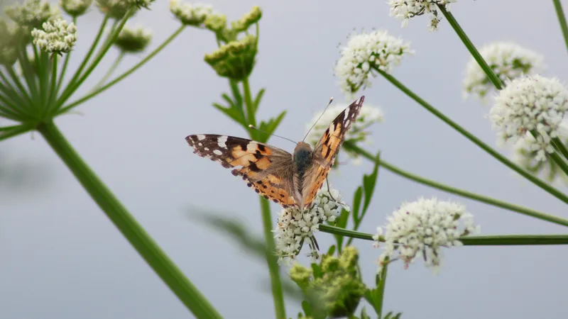 Painted Lady